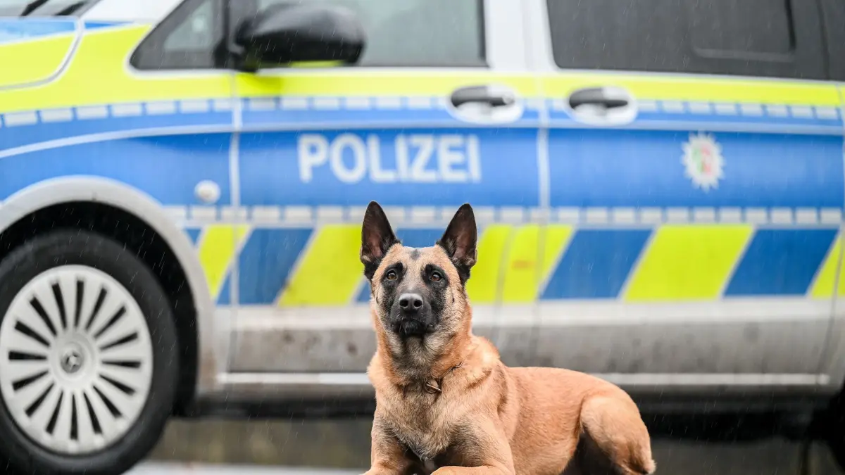 RECORD DATE NOT STATED Der belgische Schaeferhund Krabat arbeitet fuer die Polizei in Essen und Muelheim, hat schon oft Diebe gestellt *** NUR FUeR REDAKTIONELLE ZWECKE *** EDITORIAL USE ONLY ***<p>Polizeihund Krabat der Diensthundestaffel Essen am Dienstag, den 05. Dezember 2023. Der belgische Schaeferhund Krabat arbeitet fuer die Polizei in Essen und Muelheim, hat schon oft Diebe gestellt. Deutschland NRW Essen Copyright: KerstinxKokoska *** The Belgian shepherd dog Krabat works for the police in Essen and Muelheim, has often caught thieves FOR EDITORIAL PURPOSES ONLY EDITORIAL USE ONLY p Police dog Krabat of the service dog squadron Essen on Tuesday, December 05, 2023 The Belgian shepherd dog Krabat works for the police in Essen and Muelheim, has oft Copyright: KerstinxKokoska doc7t51sl7t5ycpl9m9kmy ,EDITORIAL USE ONLY