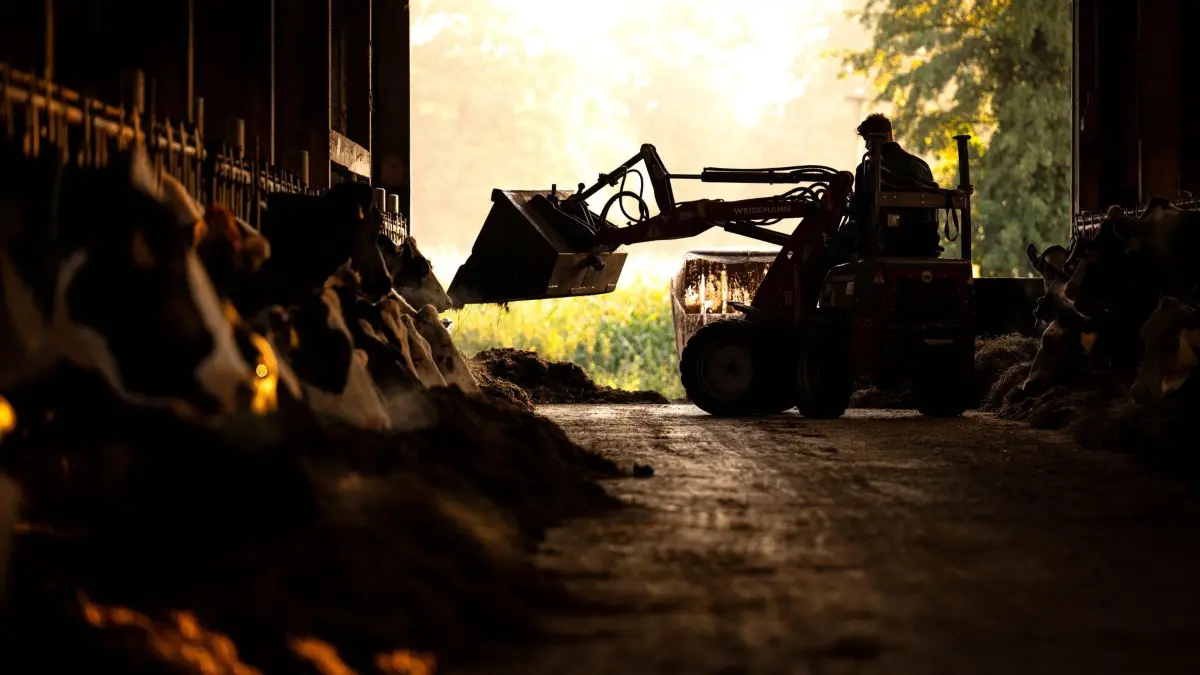 Beginn der Agrarministerkonferenz: 12.09.2024, Bremen: Ein Landwirt füttert bei Sonnenaufgang die Kühe im Stall. Die Agrarminister von Bund und Ländern treffen sich zu ihrer zweitägigen Herbsttagung im thüringischen Oberhof. Nach den Bauernprotesten im Winter und zeitigen Frühjahr geht es unter anderem um Fortschritte beim Bürokratieabbau in der Landwirtschaft, um alternative Kraftstoffe sowie die Folgen des Klimawandels. Foto: Sina Schuldt/dpa +++ dpa-Bildfunk +++