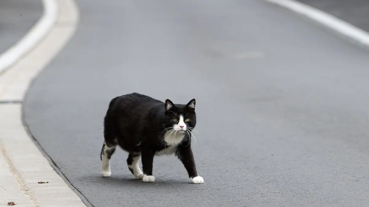 Landtag befasst sich mit Streunerkatzen: ARCHIV - 29.06.2020, Sachsen, Leisnig: Eine Katze geht über eine Straße. (zu dpa: «Landtag lehnt landesweite Katzenschutzverordnung ab») Foto: Jan Woitas/dpa-Zentralbild/dpa +++ dpa-Bildfunk +++