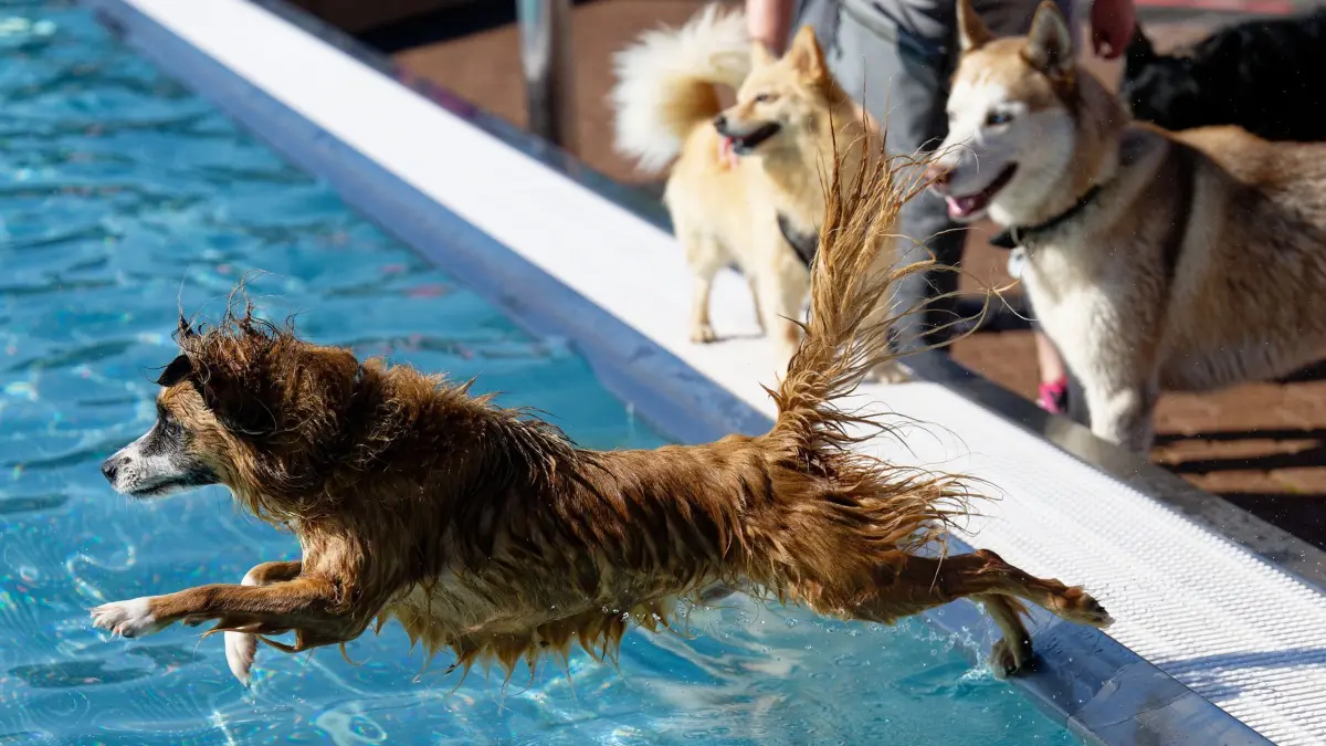 Hundeschwimmen zum Saisonabschluss in zahlreichen Freibädern: 21.09.2024, Nordrhein-Westfalen, Bedburg: Hund Buddy springt beim Hundeschwimmen im Freibad in ein Becken. Zum Saisonabschluss findet in zahlreichen Schwimmbädern in Nordrhein-Westfalen Hundeschwimmen statt. Foto: Henning Kaiser/dpa +++ dpa-Bildfunk +++