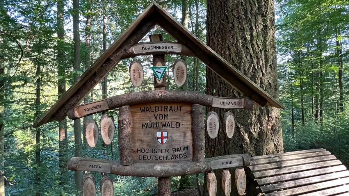 Douglasie Waldtraut, höchster Baum Deutschlands (Höhe 67,85 Meter) im Mühlbachwald Freiburg-Günterstal.
Foto: Manfred Grohe
