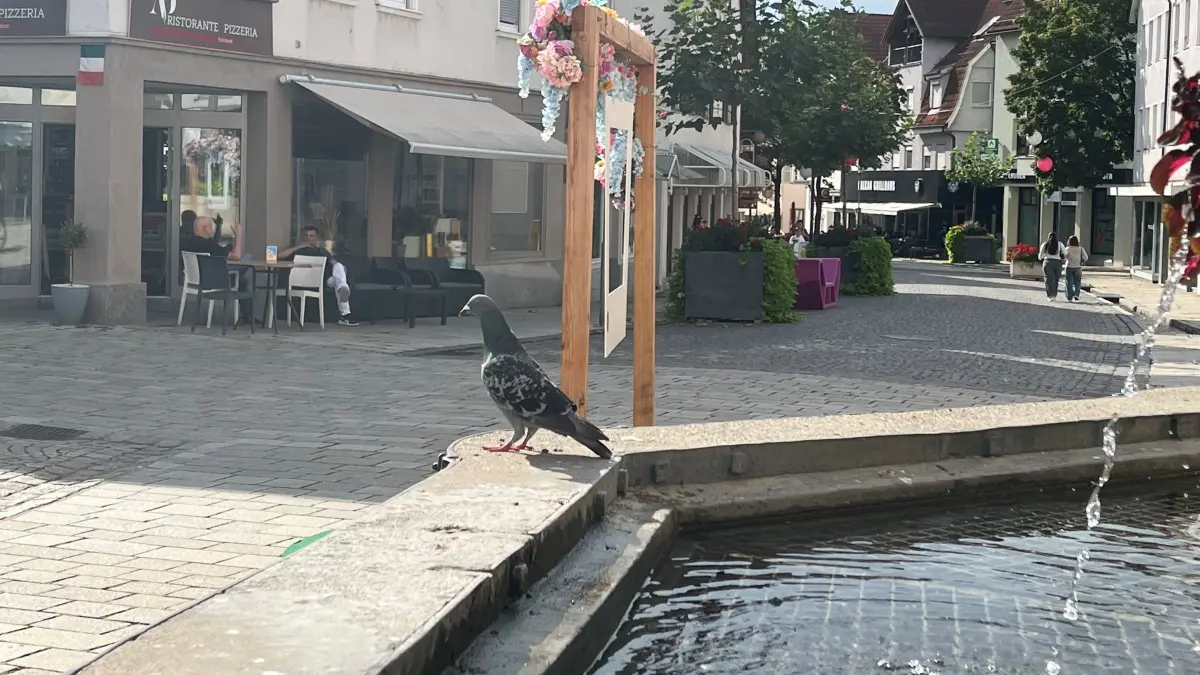 Stadttaube