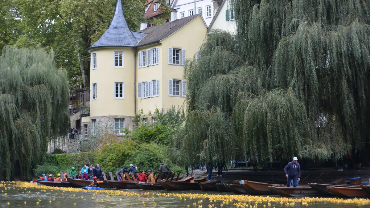 Das Feld der Enten zieht am Hölderlinturm vorbei