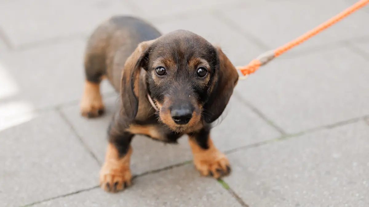 Erneut Rekordeinnahmen aus Hundesteuer: ARCHIV - 02.06.2023, Nordrhein-Westfalen, Münster: Der Dackel „Emma“ steht auf einem Gehweg. (zu dpa: «Hundesteuer bringt erneut Rekordeinnahmen») Foto: Friso Gentsch/dpa +++ dpa-Bildfunk +++