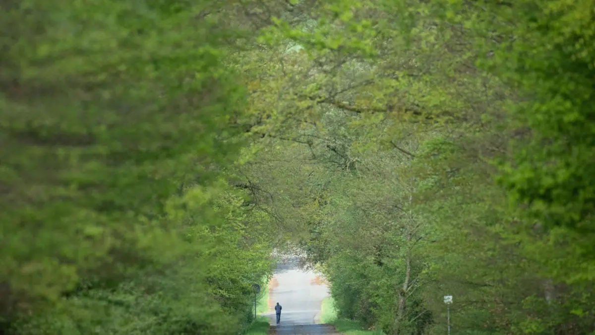 Spaziergang im Wald: ARCHIV - 17.04.2024, Hessen, Wehrheim: Ein Spaziergänger geht über eine Straße im Wald bei Wehrheim im Hintertaunus.
Der Natur schaden zu trockene Jahre. Dieses Jahr konnte sie sich erholen. (zu dpa: «Hessen sieht sich bei Wäldern auf richtigem Weg - Kritik») Foto: Boris Roessler/dpa +++ dpa-Bildfunk +++