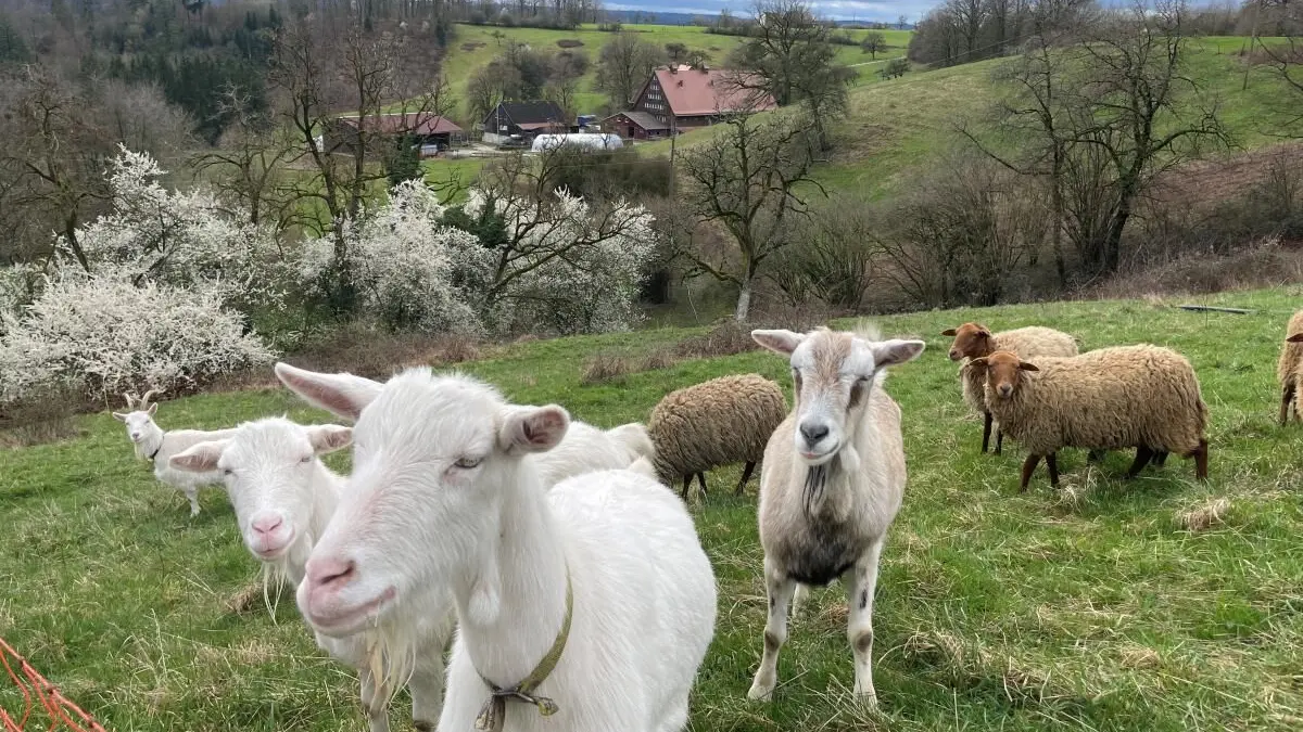 Ziegen und Schafe auf dem Völkleswaldhof bei Oberrot.
