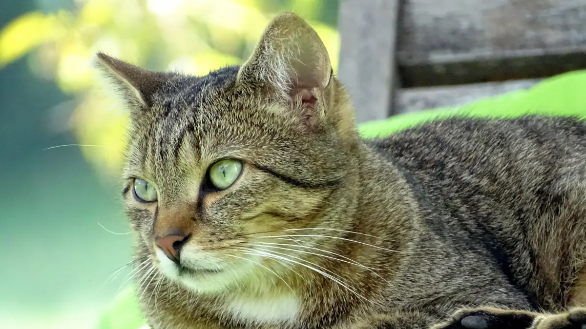 Eine Katze auf einer Gartenbank