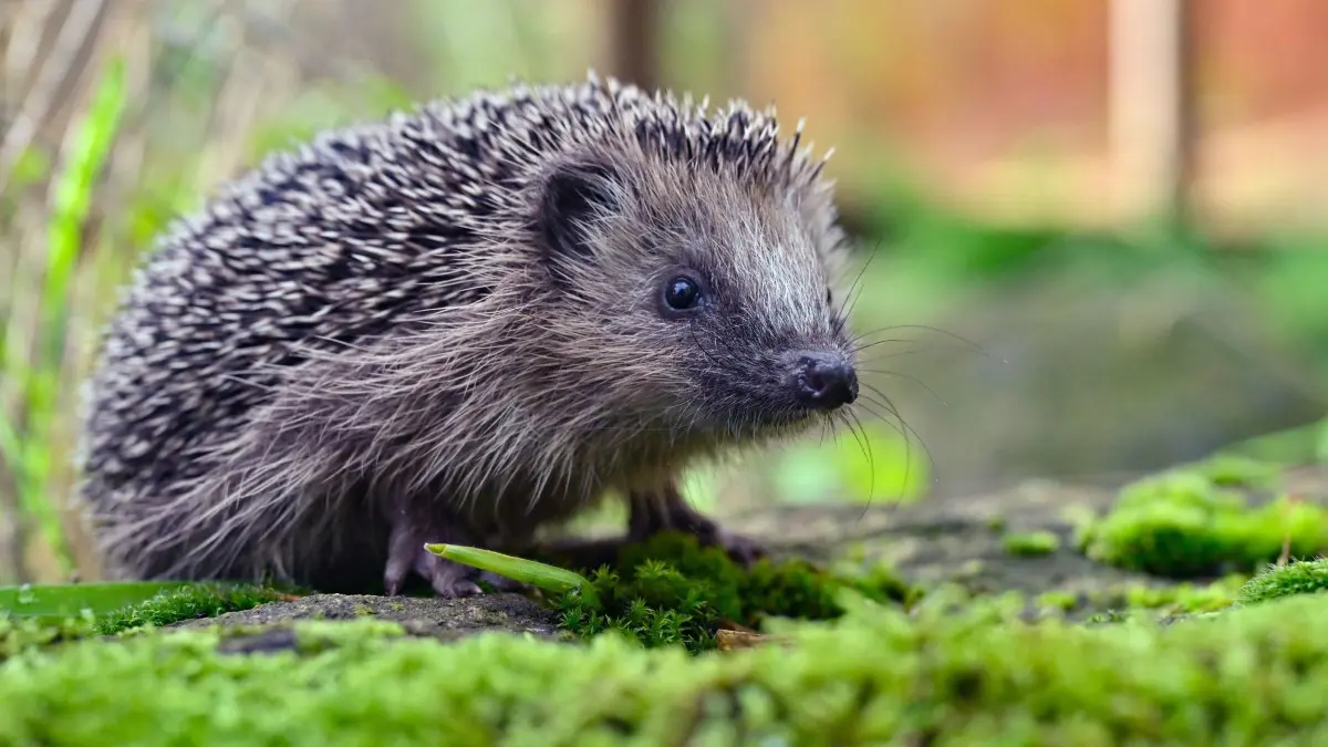 Igel