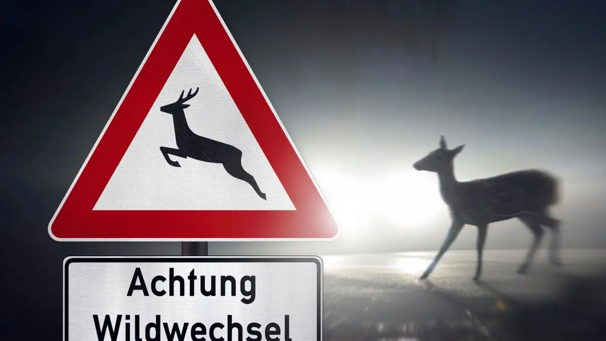 Wildunfälle häufen sich - so verhalten Sie sich richtig