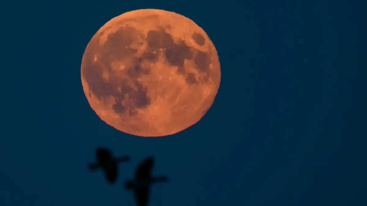 Supermond: 17.10.2024, Brandenburg, Mallnow: Der Vollmond leuchtet über dem östlichen Brandenburg, während Wildgänse vorbei fliegen. Als Supermond wird der Mond bezeichnet, wenn der Vollmond besonders groß erscheint. Das hat folgenden Grund: Der Mond umfliegt die Erde nicht in einer kreisrunden Umlaufbahn. «Der Mond umläuft die Erde auf einer elliptischen Bahn», erläutert Uwe Pilz von der Vereinigung der Sternfreunde. «Deshalb ist er mal näher an der Erde, mal weiter weg.» Foto: Patrick Pleul/dpa +++ dpa-Bildfunk +++