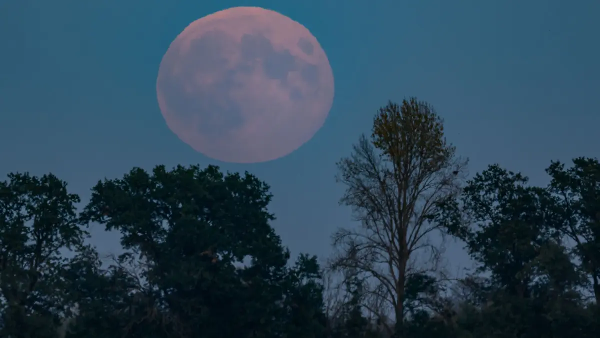 Supermond: 17.10.2024, Brandenburg, Mallnow: Sehr schwach leuchtet der aufgehende Vollmond über der Landschaft im östlichen Brandenburg. Als Supermond wird der Mond bezeichnet, wenn der Vollmond besonders groß erscheint. Das hat folgenden Grund: Der Mond umfliegt die Erde nicht in einer kreisrunden Umlaufbahn. «Der Mond umläuft die Erde auf einer elliptischen Bahn», erläutert Uwe Pilz von der Vereinigung der Sternfreunde. «Deshalb ist er mal näher an der Erde, mal weiter weg.» Foto: Patrick Pleul/dpa +++ dpa-Bildfunk +++