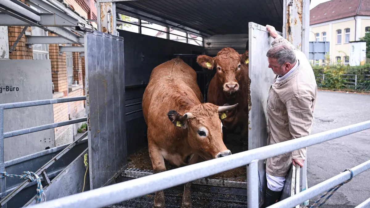 Anlieferung von Rinder am Schlachthof Rottenburg: Rottenburg (Kreis Tuebingen) 14.10.2024
Schlachthof fuer kurze Wege, Landwirt Wolfgang Narr aus dem Rottenburger Stadtteil Hemmendorf liefert direkt ohne Wartezeit Rinder zur Schlachtung
FOTO: Pressefoto ULMER / Markus Ulmer
xxNOxMODELxRELEASExx