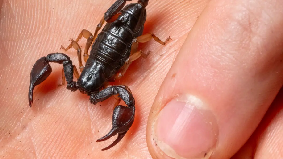 Europäischer Skorpion: PRODUKTION - 22.10.2024, Bayern, München: Ein europäischer Skorpion sitzt in der Reptilien-Auffangstation auf der Hand eines Mitarbeiters. Die Tiere kommen generell in mehreren Europäischen Ländern vor und kommen oft als unbemerkte „Urlaubsmitbringsel“ mit. Manchmal werden sie gleich entdeckt, manchmal (über)leben sie über mehrere Monate in der Umgebung. (zu dpa: «Europäischer Skorpion: Klein, harmlos, bald hier verbreitet?») Foto: Peter Kneffel/dpa +++ dpa-Bildfunk +++