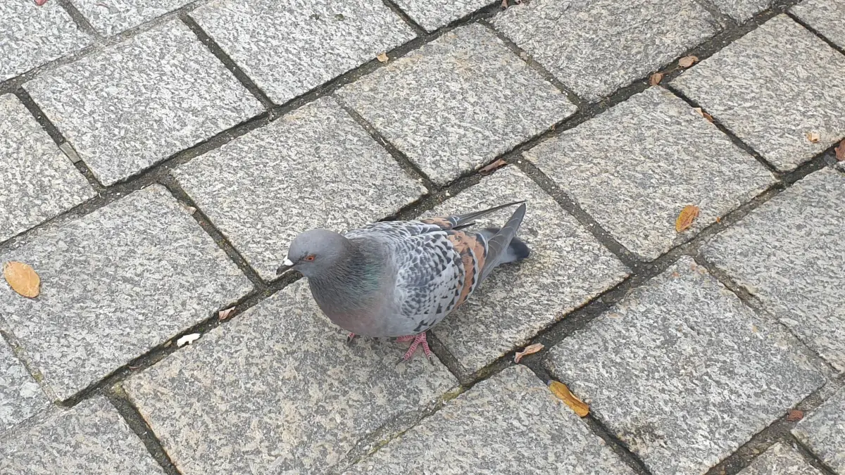 Taube trifft "Riesenfliege" auf dem Ehinger Marktplatz.