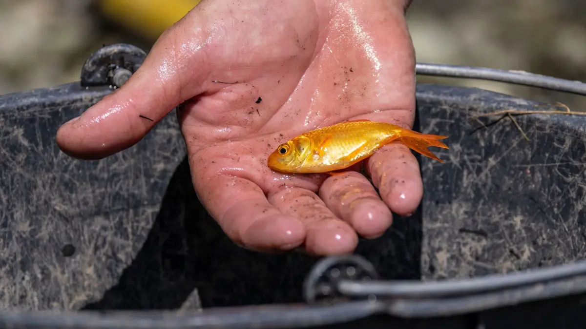 Goldfisch: ARCHIV - 20.07.2023, Nordrhein-Westfalen, Dinslaken: Ein kleiner Goldfisch liegt in einer Hand über einem Eimer. (zu dpa: «Goldfische in Brunnen in Weimar ausgesetzt») Foto: Christoph Reichwein/dpa +++ dpa-Bildfunk +++