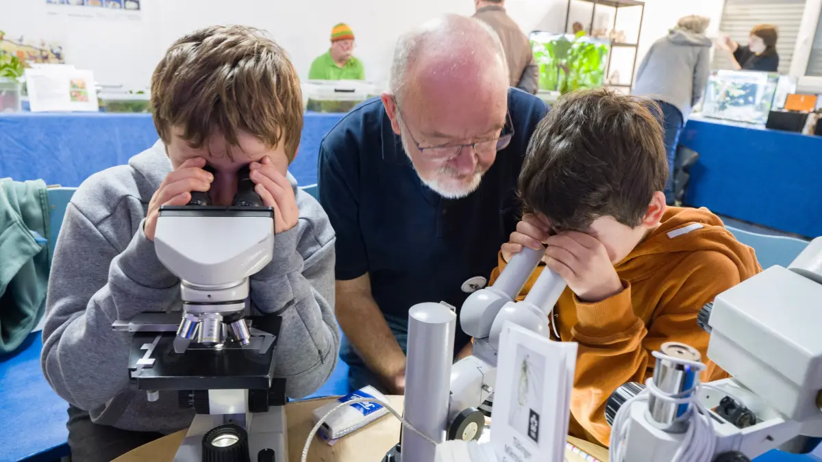 Mössingen, Aquarien- und Terrarien-Ausstellung.
Nachwuchsforscher entdecken unter Anleitung von Gerhard Schulz (Mikroskopische Gesellschaft Tübingen) die Wunderwelt von Algen und Kleinsttieren.
Aufnahme Klaus Franke 3.11.2024