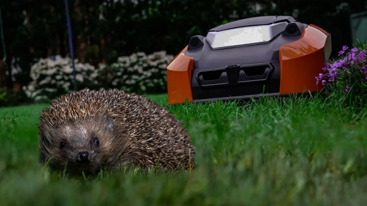 Fotomontage Mähroboter Igel