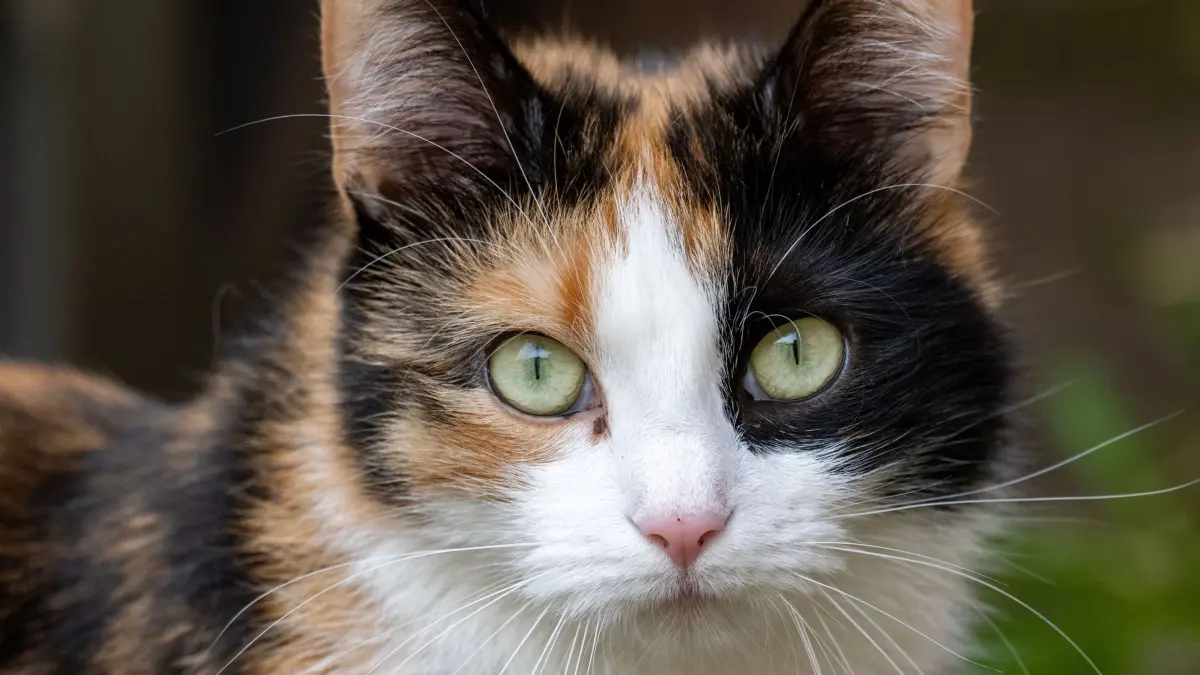 ARCHIV - 06.03.2024, Mecklenburg-Vorpommern, Stralsund: Katze (zu dpa: «Freigängerkatzen müssen nun auch in Frankfurt kastriert sein») Foto: Stefan Sauer/dpa +++ dpa-Bildfunk +++