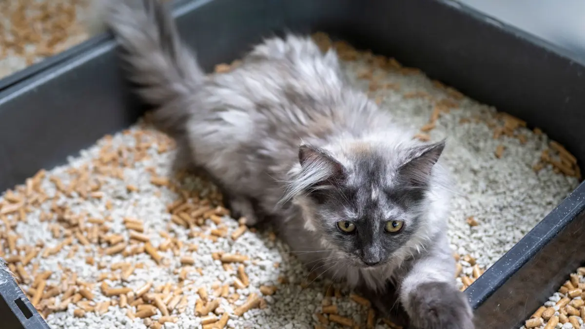 Katze auf einem Katzenklo