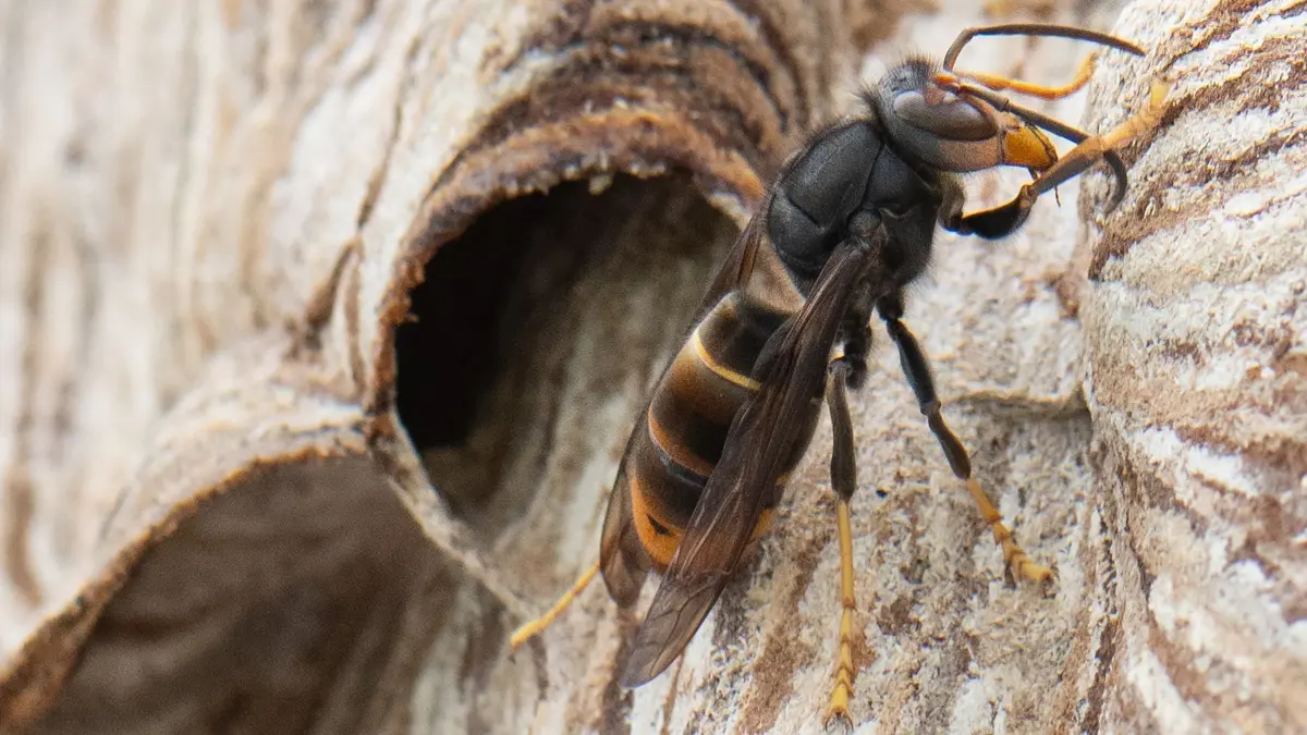 ARCHIV - 09.08.2024, Hessen, Maintal: Eine Asiatische Hornisse sitzt auf ihrem Nest. Die Asiatische Hornisse gilt als invasive Art, ihre Stiche sind deutlich schmerzhafter als die heimischer Insekten. (zu dpa: «Asiatische Hornisse vermehrt sich im Südwesten rasant») Foto: Boris Roessler/dpa +++ dpa-Bildfunk +++