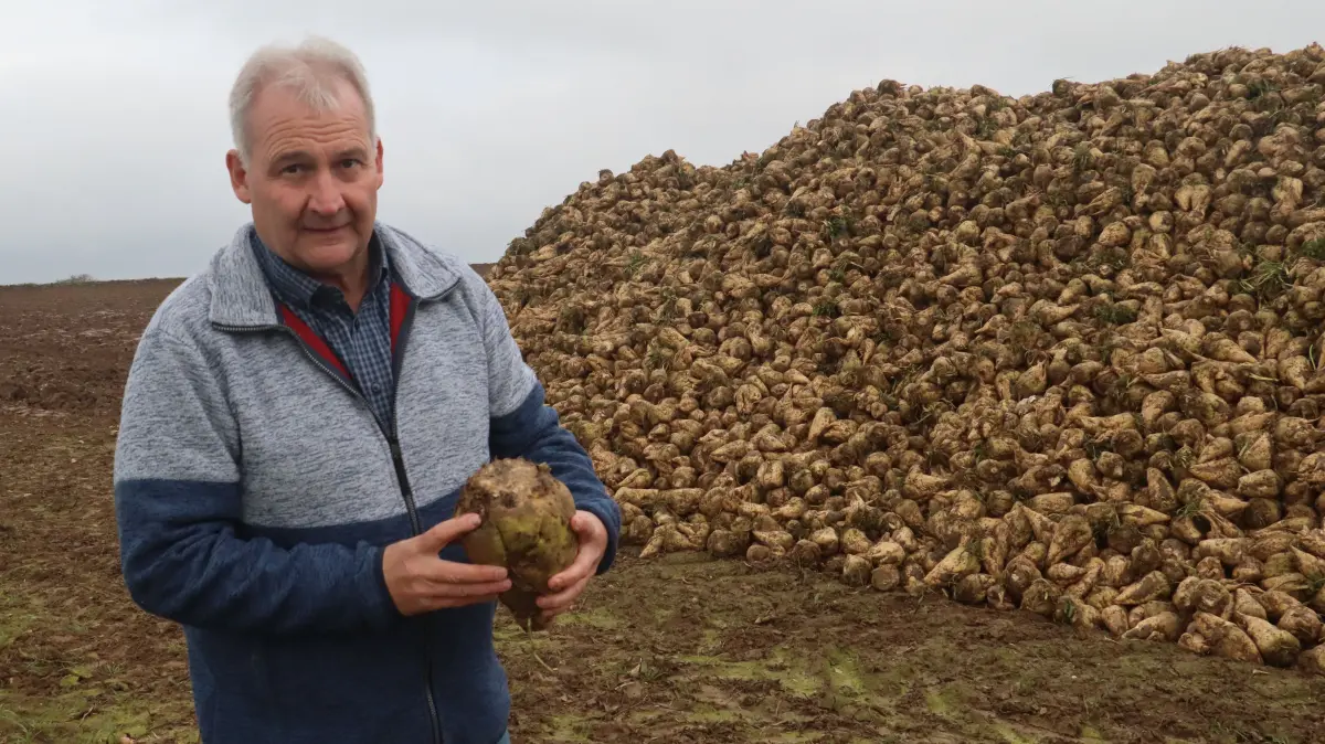 Karl Müller, Vorsitzender der Landwirtschaftlichen Maschinengemeinschaft der Zuckerrübenanbauer Franken eG (LMZ), zeigt eine gesunde Rübe.