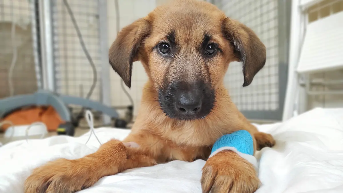 Ein Hundewelpe aus illegalem Welpenhandel liegt auf einer Decke im Tierheim Berlin. (Symbolbild, 2020)