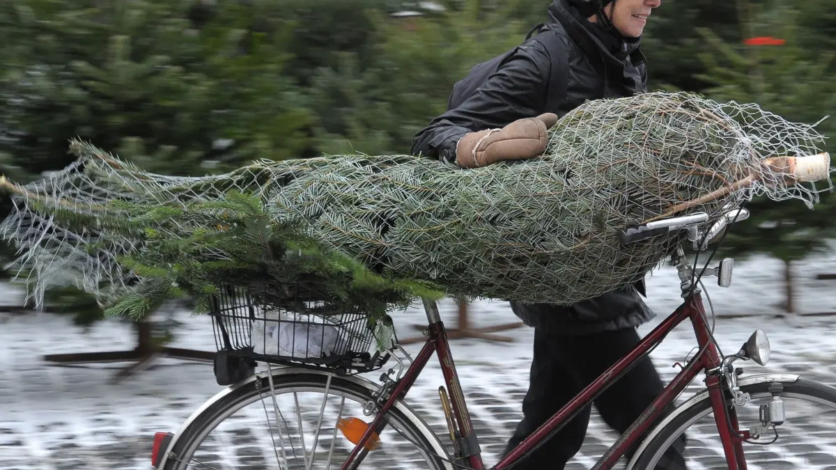 Eine Frau transportiert einen Weihnachtsbaum auf dem Fahrrad