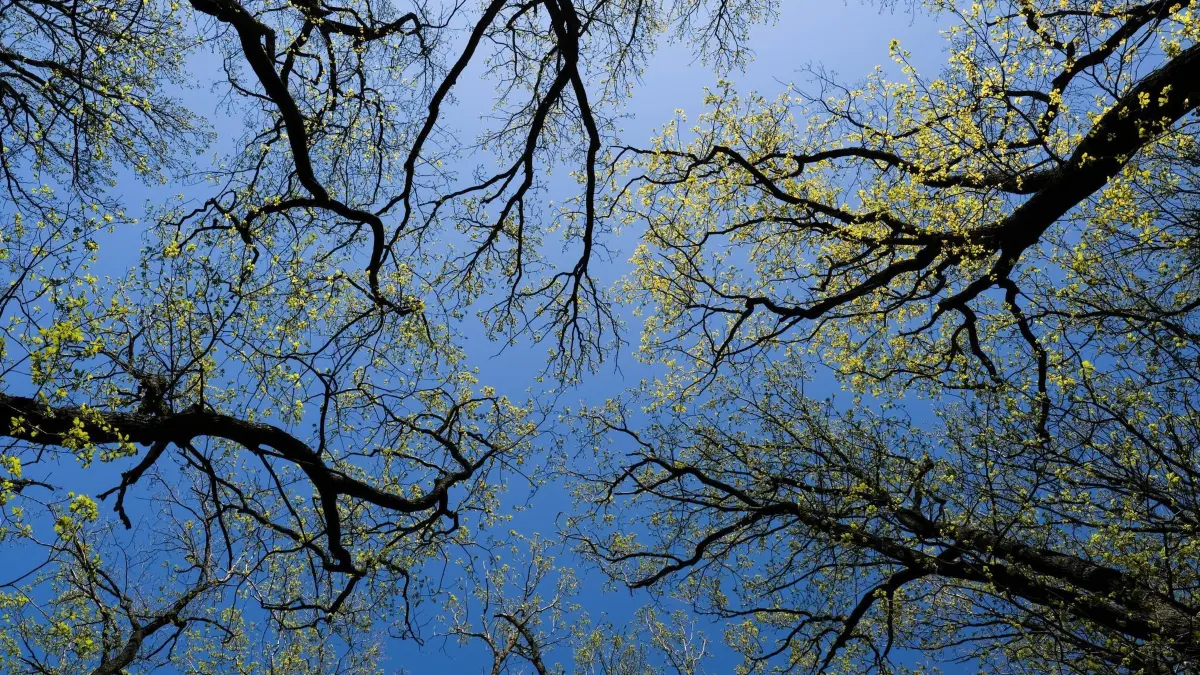 Bäume im Grunewald: ARCHIV - 18.04.2020, Berlin: Frühlingshaft belaubte Bäume ragen in den blauen Himmel im Grunewald. (zu dpa: «Zustand der Berliner Wälder weiter verschlechtert») Foto: Jens Kalaene/dpa-Zentralbild/dpa +++ dpa-Bildfunk +++
