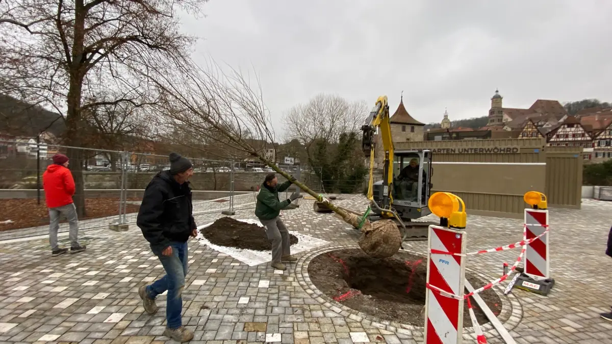 Arbeiter setzen auf dem Unterwöhrd sechs Bäume ein.