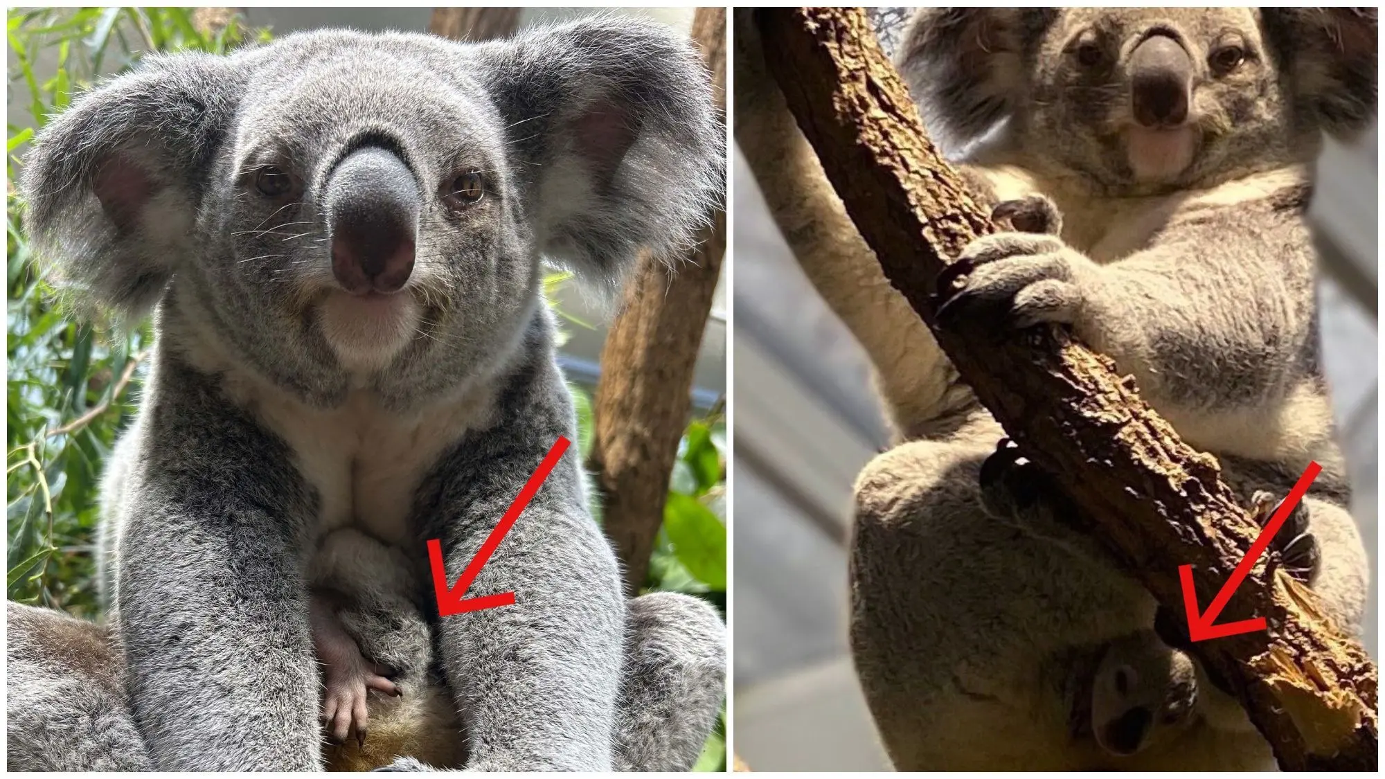 Koala Babys In Wilhelma Ui Sind Die Niedlich Swp de koala-babys-in-wilhelma-ui-sind-die-niedlich-swp-de