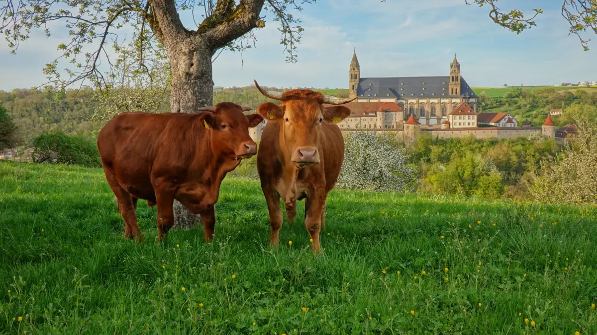 So sehen wohl glückliche Kühe aus.
Im sanften Abendlicht, auf einer saftigen Weide und mit traumhafter Aussicht.
Aufgenommen am Donnerstagabend oberhalb der kleinen Comburg.
Ursula Krauth