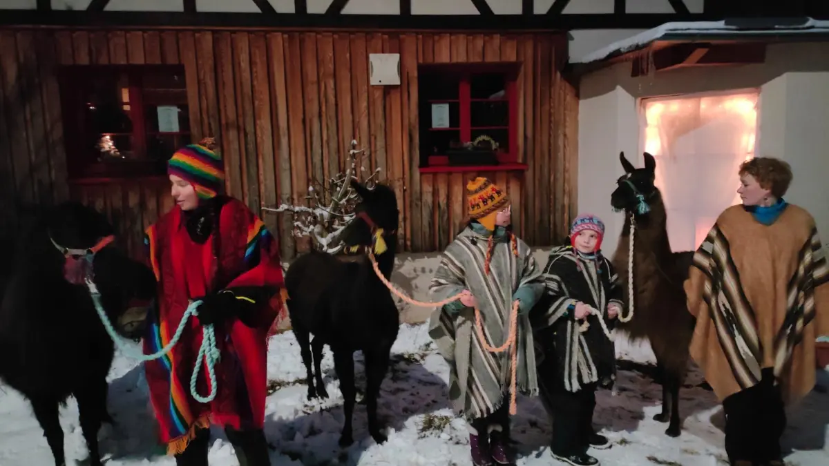 Lamas warten bei der Stallweihnacht 2024 auf die Besucher