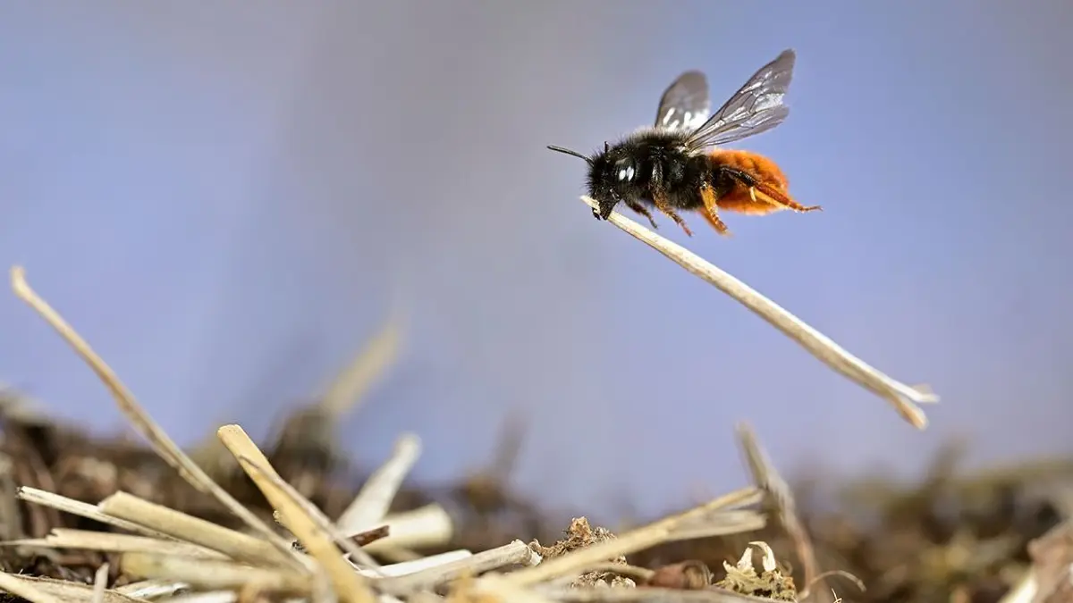 „Mit unglaublichem Fleiß folgte die Biene ihren natürlichen Instinkten“, sagt Solvin Zankl über den Moment, in dem er das prämierte Mauerbienen-Foto aufnahm, das noch bis zum 16. Februar 2025 im Reutlinger Naturkundemuseum zu sehen ist.