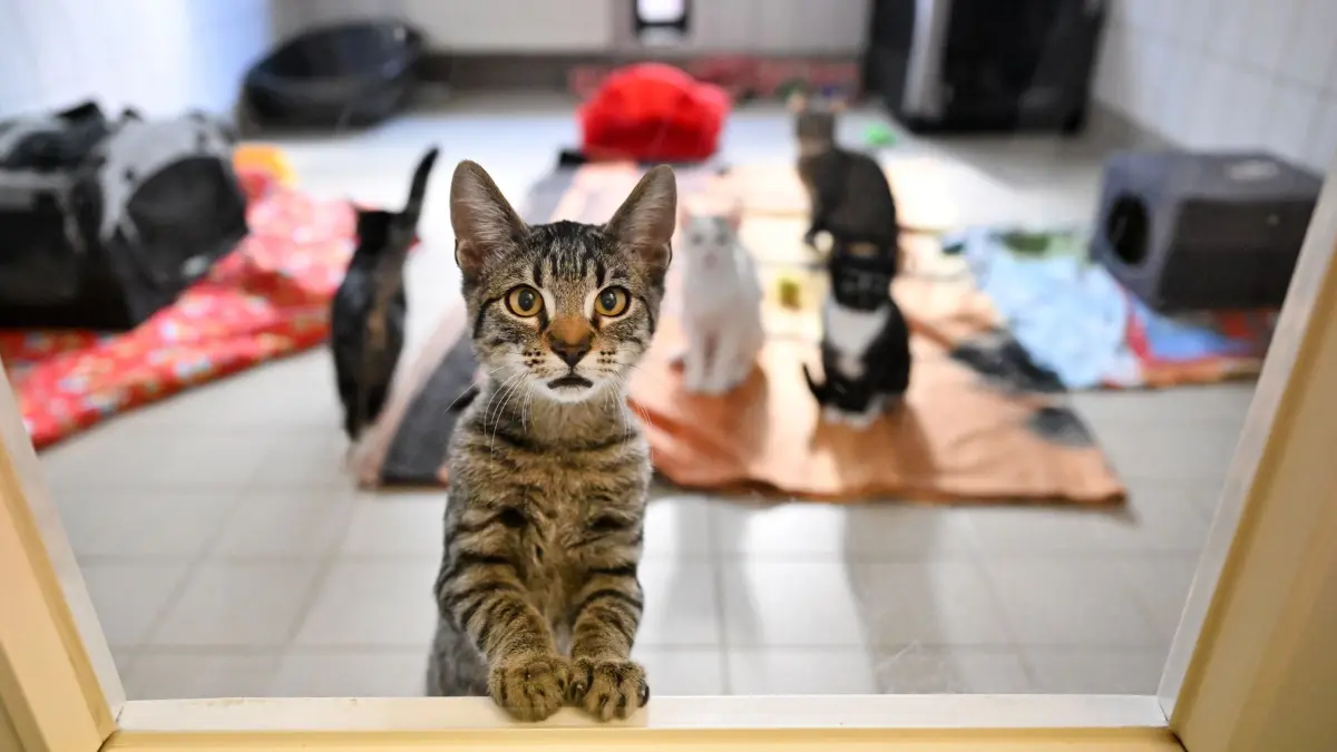 ARCHIV - 22.09.2022, Thüringen, Erfurt: Junge Katzen sind im Tierheim der Stadtwirtschaft Erfurt untergebracht. in Bayern haben viele Tierheime kaum mehr freie Plätze. Hinzu kommen stark gestiegene Kosten, etwa für Energie oder den Tierarzt. (zu dpa «Katzenflut und Finanzsorgen: Tierheime sind überlastet») Foto: Martin Schutt/dpa +++ dpa-Bildfunk +++