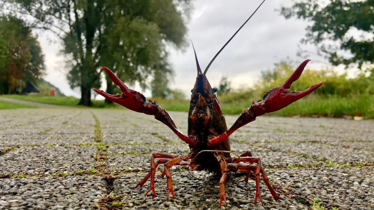 Ein Krebs überquert am Ufer des Kemnader See einen Fußgängerweg, richtet sich auf und zeigt seine Scheren. In der Nacht hatte es stark geregnet. Der Kemnader See ist einer der Stauseen der Ruhr. +++ dpa-Bildfunk +++