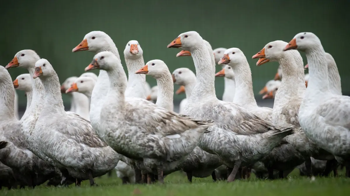 Freilandgänse stehen auf einer Wiese auf dem Geflügelhof Hachmann, bevor sie später in einen Folienstall begleitet werden. Hühner, Puten, Enten und Gänse aus Nutztierhaltungen dürfen in Schleswig-Holstein wegen der Geflügelpest bis auf weiteres nicht mehr ins Freie. +++ dpa-Bildfunk +++