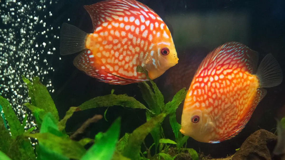 Zum Themendienst-Bericht vom 21. Dezember 2017: Diskusfische wie die Checkerboard-Diskusbuntbarsche (Symphysodon aequifasciatus) mögen es im Aquarium ruhig und gemächlich. (Archivbild vom 20.01.2016/Nur zur redaktionellen Verwendung durch Themendienst-Bezieher.) Foto: Andrea Warnecke/dpa-tmn