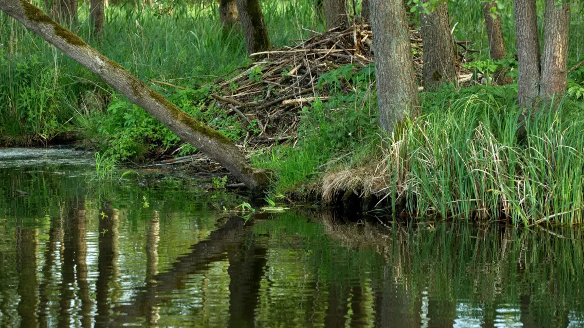 Flusslandschaft Peenetal: ARCHIV - 25.05.2016, Mecklenburg-Vorpommern, Stolpe: Ein Biberbau, aufgenommen am 26.05.2016 bei Stolpe (Mecklenburg-Vorpommern) vom Kanu aus am Ufer der Peene. (zu dpa: «Streit um Groß-Naturschutzgebiet im Peenetal») Foto: Jens Büttner/dpa +++ dpa-Bildfunk +++