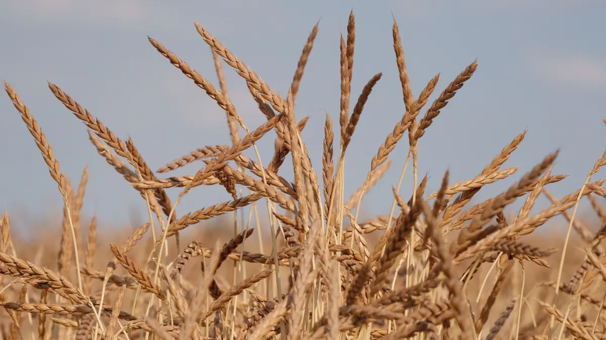 Ähren von Dinkel auf einem Feld nördlich von Leipzig. +++ dpa-Bildfunk +++