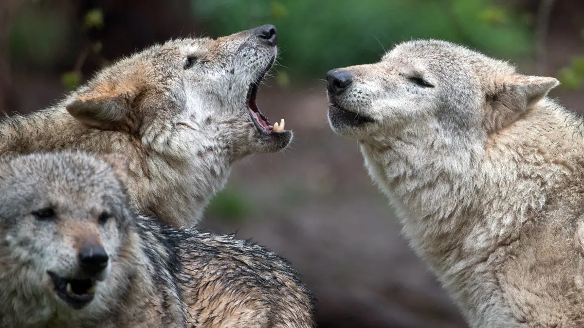ARCHIV - 13.04.2018, Baden-Württemberg, Cleebronn: Europäische Wölfe heulen im Wildparadies Tripsdrill. (zu dpa «Jagen? Schützen? - Umweltexperten im Bundestag beraten über den Wolf» vom 17.04.2018) Foto: Sebastian Gollnow/dpa +++ dpa-Bildfunk +++