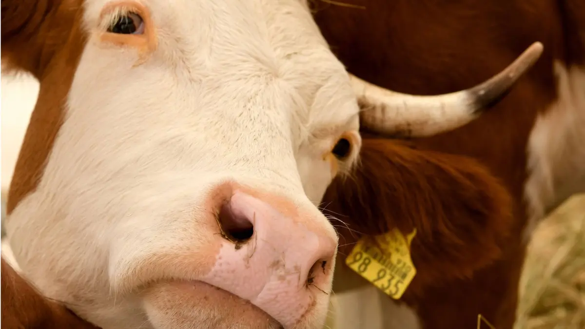 Ein Hinterwälder Rind in einem Vorführstall auf einer Landwirtschaftsausstellung in Freiburg. Die kleinwüchsige Rinderrasse ist im Südschwarzwald heimisch und gut an das bergige Terrain angepasst. Hinterwälder sind recht genügsam und langlebig. . *** A backwoods cattle in a demonstration stall at an agricultural exhibition in Freiburg The small-sized cattle breed is native in the southern Black Forest and well adapted to the mountainous terrain. Backwoods are quite frugal and long-lived