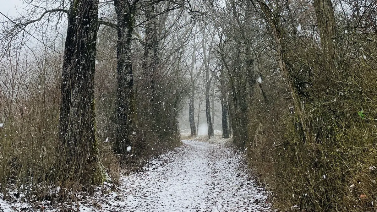 Auf diesem Weg, der von Honhardt zum Sandbergkreuz und weiter nach Sandhof führt, passierte der Überfall.