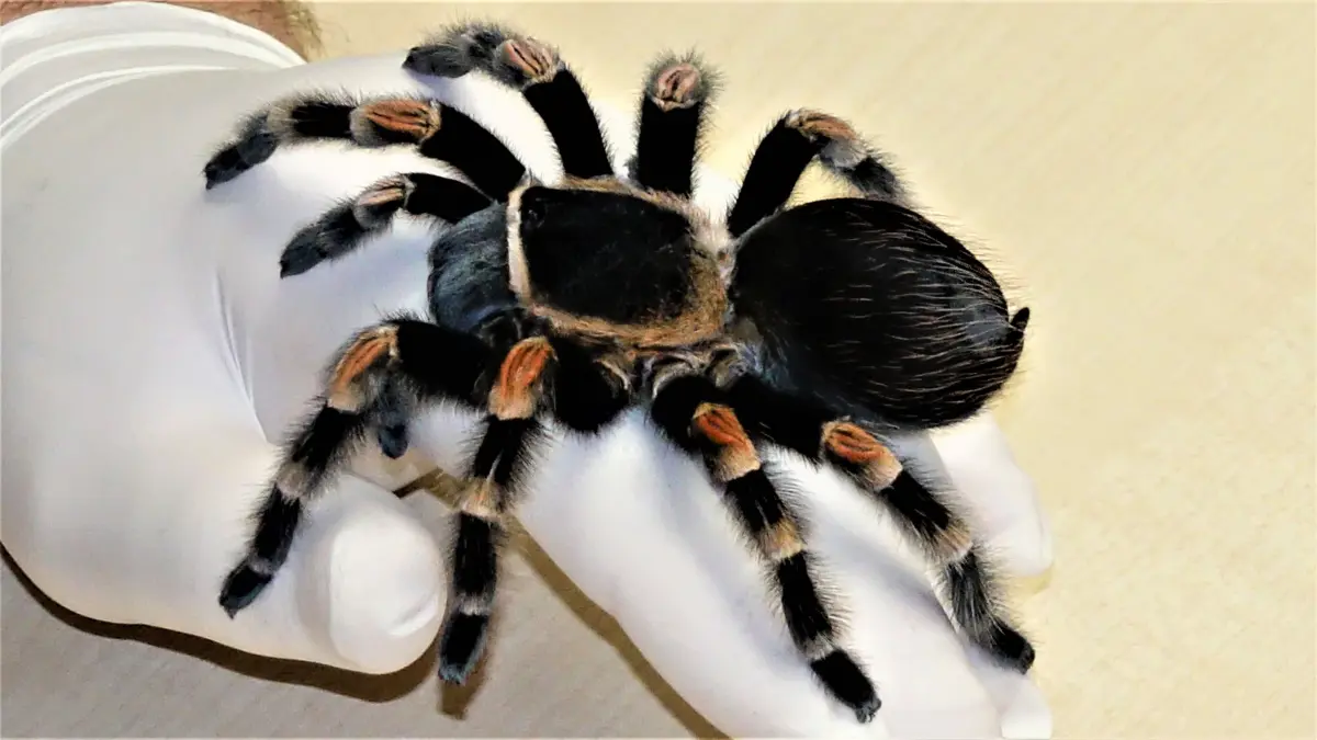 Ganz entspannt sitzt die Rotknie-Vogelspinne Elsa auf einem Handschuh.