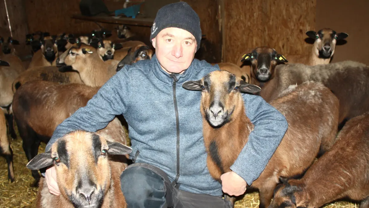 Sheep torn to pieces near Mainhardt: It wasn't a wolf after all