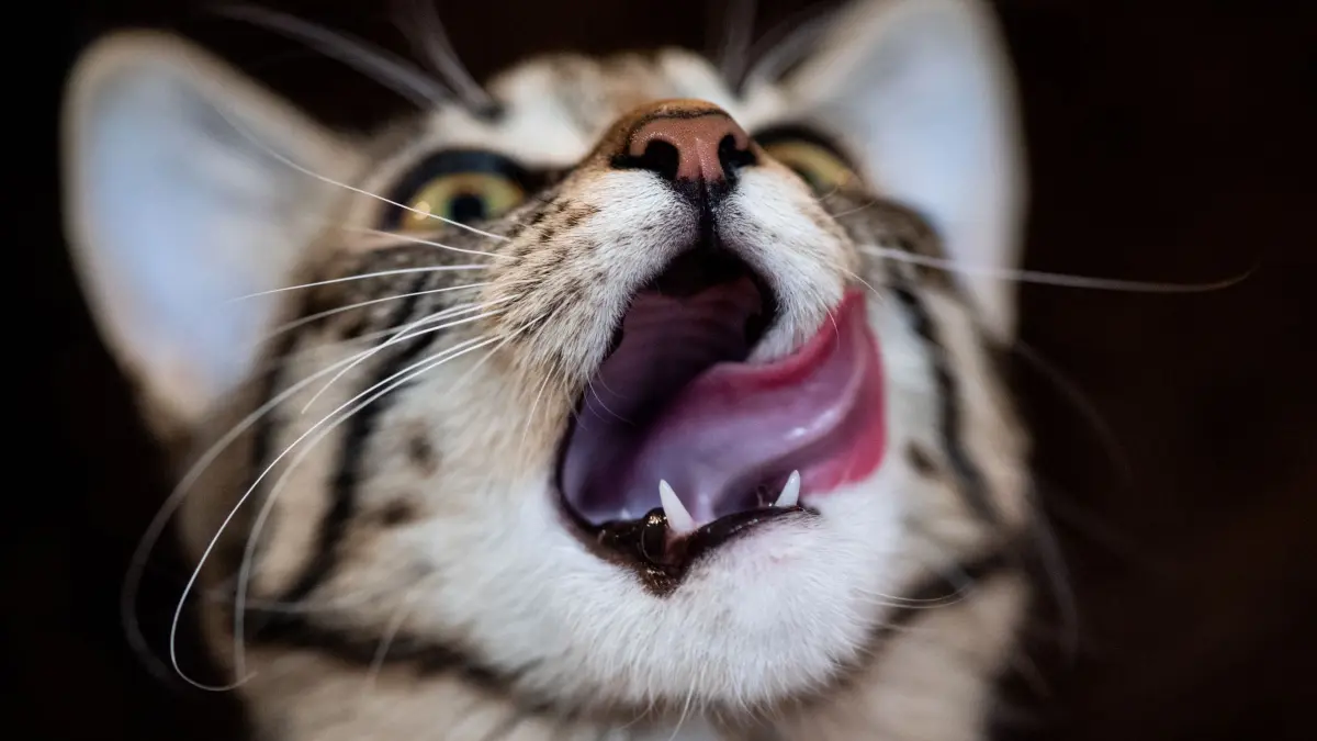 Katze leckt das Maul: ARCHIV - Hausmittel wie selbst gekochte Hühnerbrühe oder Katzenjoghurt sind in der Regel keine geeignete Lösung, wenn die Katze Magen-Darm-Probleme hat. (zu dpa: «Hausmittel für die Katze: Eine gute Idee?») Foto: Franziska Gabbert/dpa-tmn - Honorarfrei nur für Bezieher des dpa-Themendienstes +++ dpa-Themendienst +++