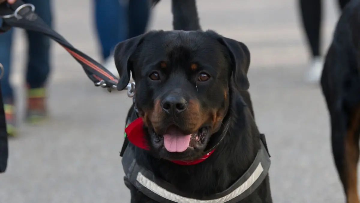 27.10.2019, Baden-Württemberg, Rottweil: Zwei Rottweiler werden während des Großen Rottweiler-Treffens unter dem Motto «Gemeinsam stark für unsere Hunde» durch die Innenstadt geführt. Ziel der Veranstalter ist es, auf die sogenannten Rassenlisten aufmerksam zu machen, sowie das schlechte Image der Rottweiler zu verbessern. Foto: Ralf Graner/dpa +++ dpa-Bildfunk +++