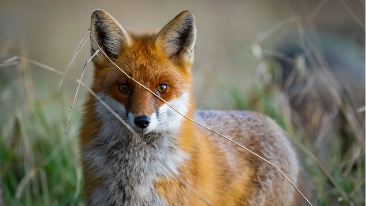 ARCHIV - 25.02.2024, Brandenburg, Sieversdorf: Ein Rotfuchs (Vulpes vulpes) schleicht durch einen Wald. Der Fuchs ist bekannt wie kaum ein anderes Tier. Seine sprichwörtliche List und Schläue wird in vielen Fabeln erzählt. Dank seiner Anpassungsfähigkeit ist der Fuchs eines der erfolgreichsten Raubtiere. (zu dpa: «Schlaue Füchse, sture Esel: Stimmen Tiereigenschaften?») Foto: Patrick Pleul/dpa +++ dpa-Bildfunk +++