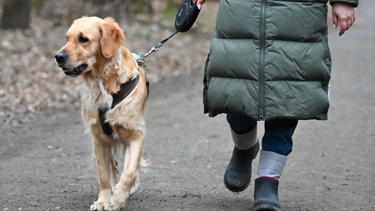 Hundesteuer: PRODUKTION - 05.02.2025, Hessen, Frankfurt/Main: Eine Frau geht im Frankfurter Stadtwald mit ihrem Hund spazieren. Hessens Städte haben in den zurückliegenden Jahren teils deutlich mehr Hundesteuer eingenommen. (zu dpa: «Rund zehn Prozent der Kommunen schlagen bei Hundesteuer auf») Foto: Arne Dedert/dpa +++ dpa-Bildfunk +++