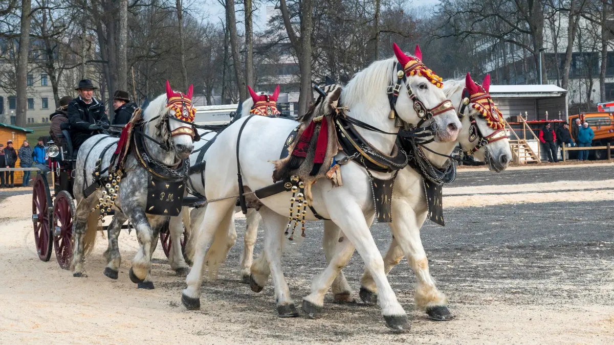 Gespannprämierung 87. Gaildorfer Pferdemarkt 2025