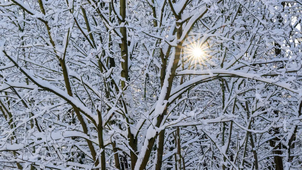 Winter in Brandenburg: 14.02.2025, Brandenburg, Treplin: Die Sonne scheint durch einen verschneiten Wald im östlichen Brandenburg. In der vergangenen Nach hatte es teilweise bis zu 20 Zentimeter Neuschnee in weiten Teilen von Berlin und Brandenburg gegeben. Foto: Patrick Pleul/dpa +++ dpa-Bildfunk +++